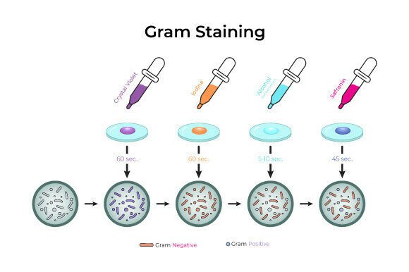Download Gram Staining Process Diagram Design - Gram Collection